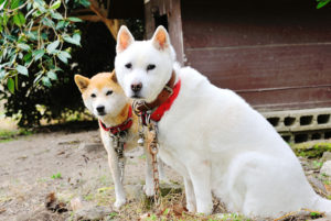 紀州犬と柴犬