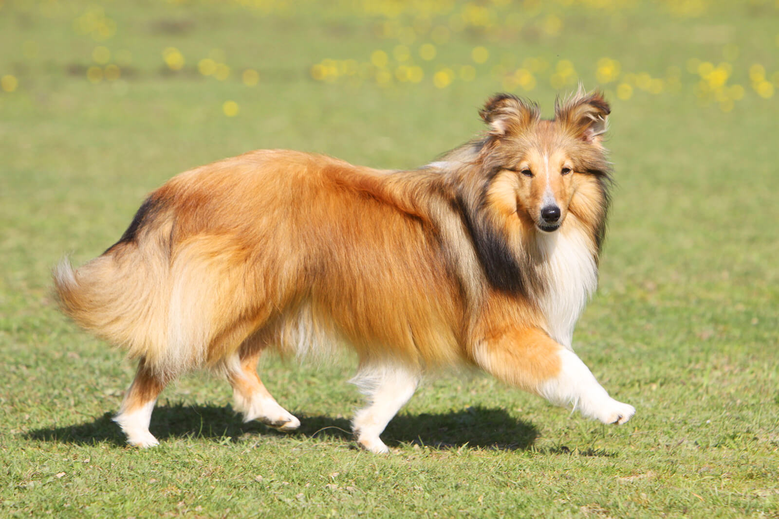 犬種 シェットランド シープドッグとは 性格の特徴と飼い方やしつけのコツ ドッグナビ