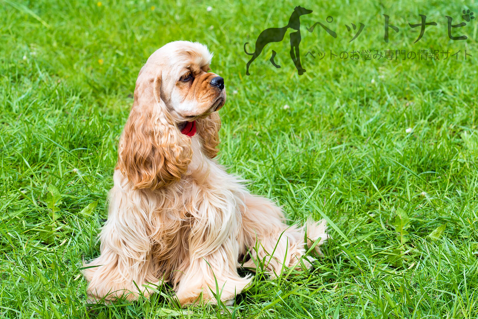 犬種 アメリカン コッカー スパニエルとは 性格の特徴と飼い方やしつけのコツ ドッグナビ