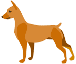 犬種 ミニチュア ピンシャーとは 性格の特徴と飼い方やしつけのコツ ドッグナビ