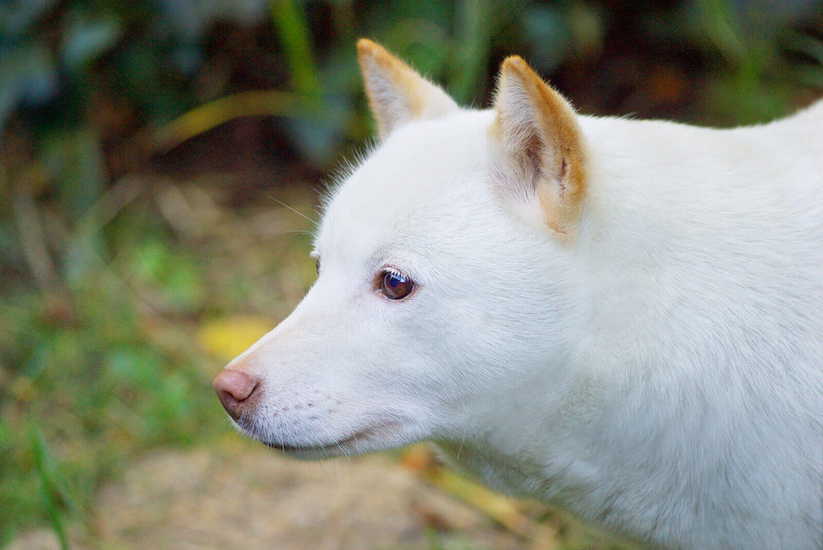 犬種 北海道犬とは 性格の特徴と飼い方やしつけのコツ ドッグナビ