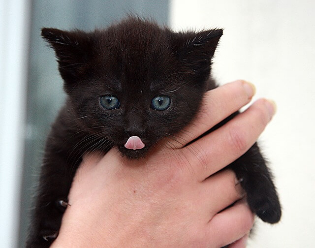 子猫の黒猫