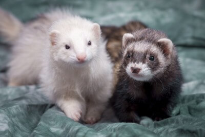 Cute brown and white ferrets.