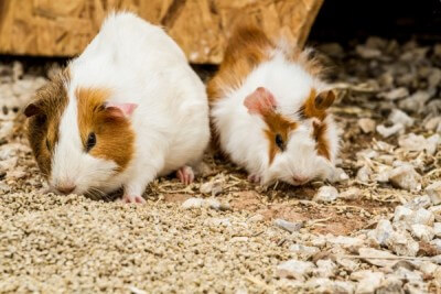 Spotted guinea pigs