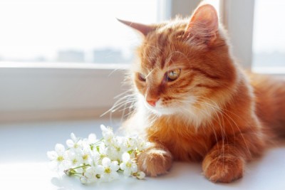 Ginger cat smells a bouquet of cherry flowers. Cozy spring morning at home.