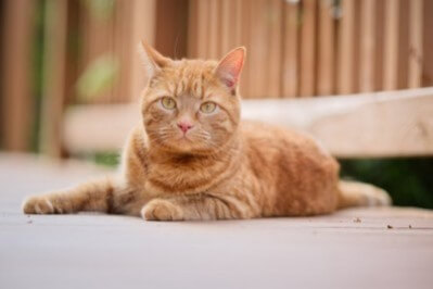 Orange Cat lying down outdoors