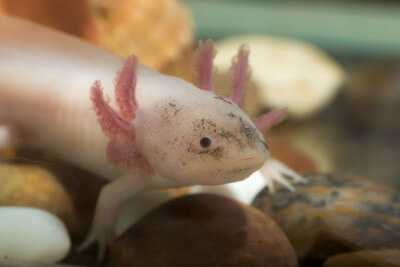 axolotl closeup