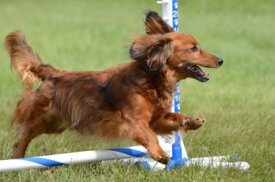 Miniature Dachshund at a Dog Agility Trial