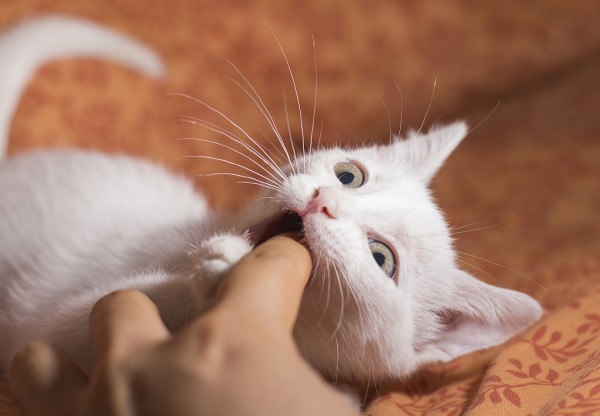 飼い主の指を噛む猫