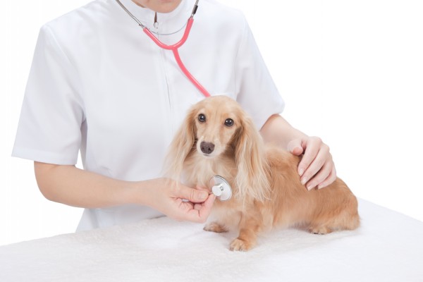 動物病院で検査を受ける犬