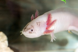 ウーパールーパーに必要な水の種類