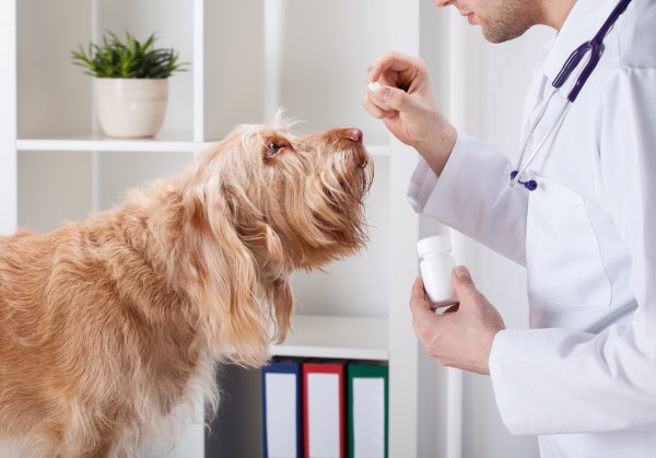 動物病院で犬に薬を見せる医者