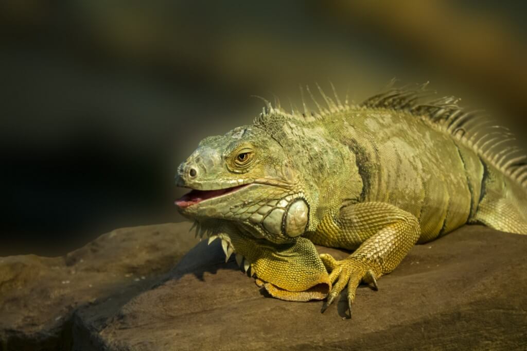 Green iguana close up
