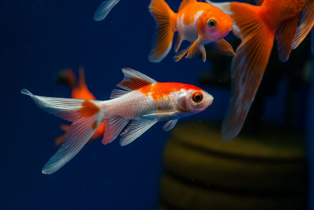 金魚のコメットの飼育方法 ４つのコツ 給餌 注意点とは ペットナビ