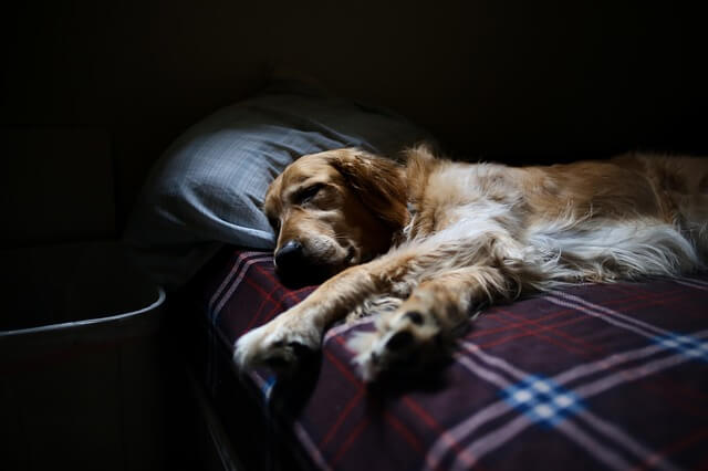 ベッドで寝ている犬
