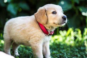 首輪をした子犬のゴールデンレトリバー