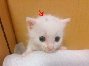 キトンキャップをかぶった子猫の白猫