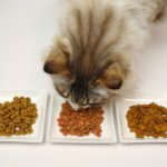 3種類のキャットフードを食べる猫