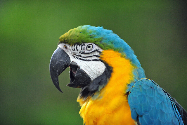 鳥 ルリコンゴウインコの性格の３大特徴 しつけのコツと注意点 ペットナビ