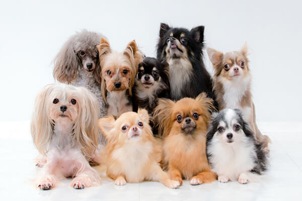 たくさんの犬