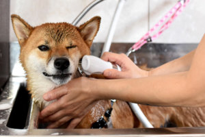 シャンプー中の犬